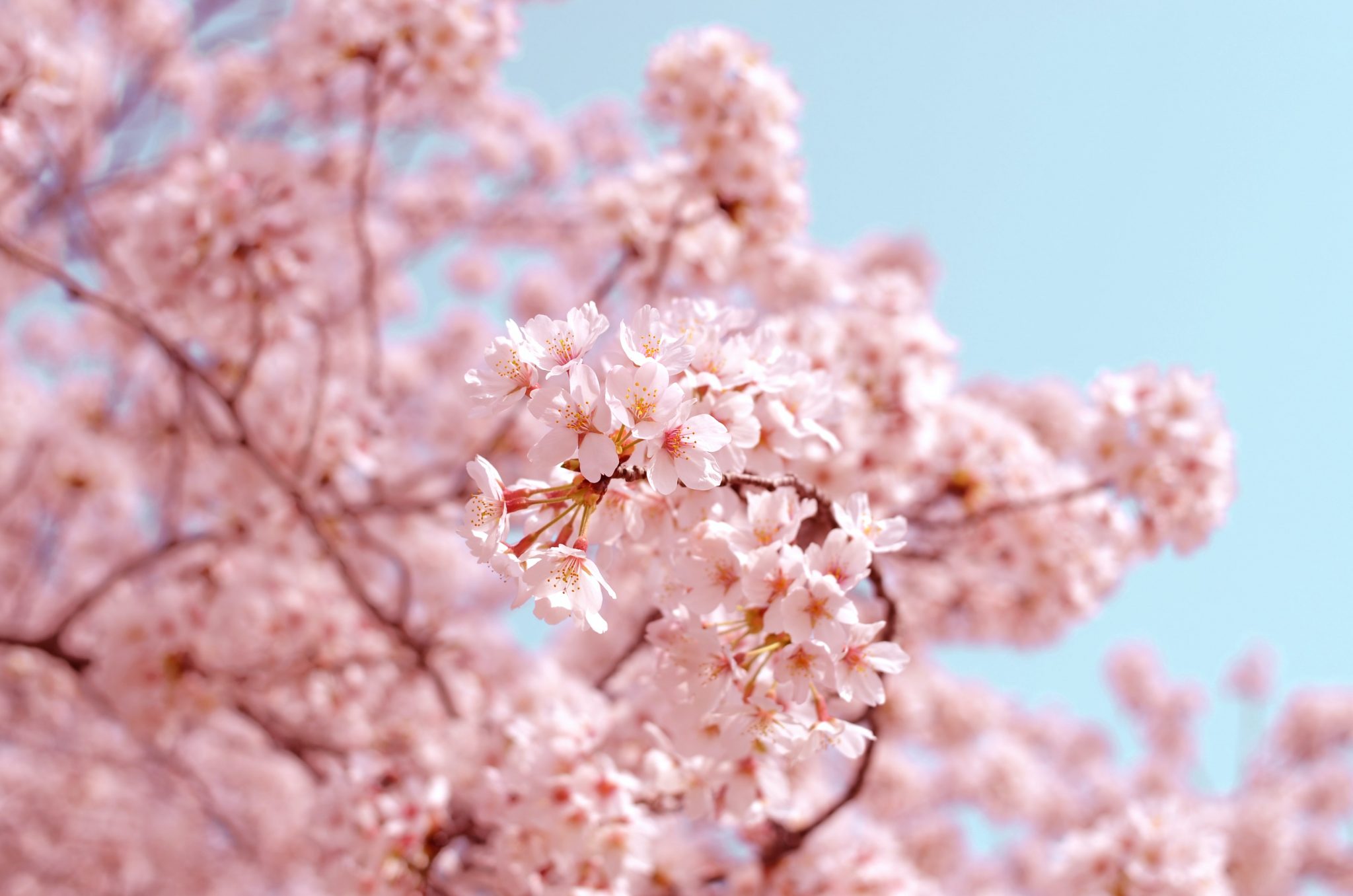 Pink cherry blossom